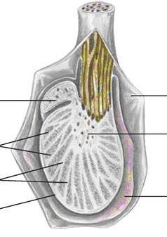Яичко (testis) и придаток яичка (epididy-mus) на продольном разрезе